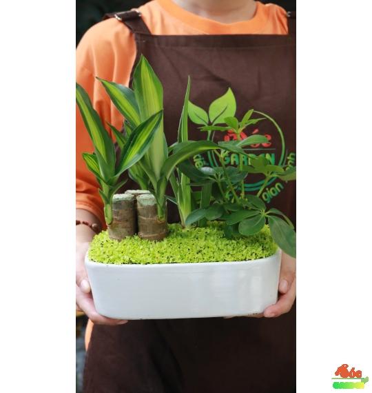Cây Để Bàn Mix Tiểu Cảnh: Sự Kết Hợp Độc Đáo Mang Lại Phong Thủy Tốt Lành 