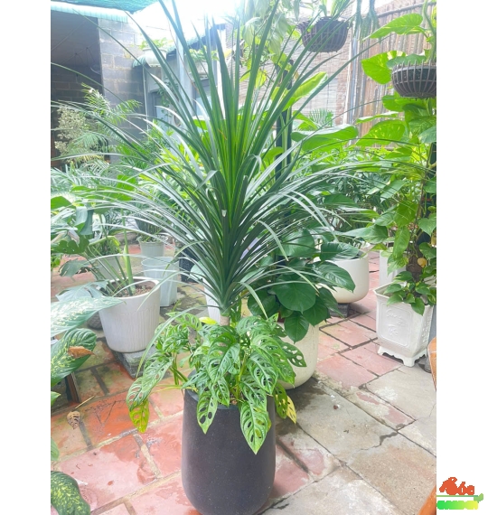 Cây Phát Tài Núi Lá Nhỏ (3 cây): Biểu Tượng Của Tài Lộc Và May Mắn