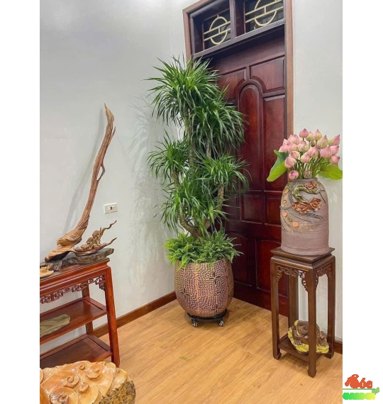 Cây Phát Tài Núi 5 Thân Loại Cây Trang Trí Văn Phòng Sang Trọng