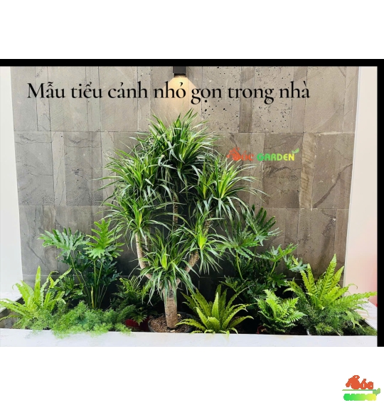 Cây Phát Tài Núi 5 Thân loại Cây Mang Đến Sự Thịnh Vượng