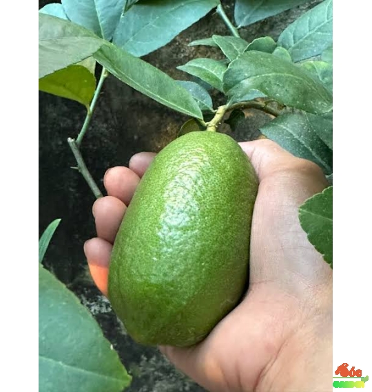 Cây chanh vàng Ấn Độ 