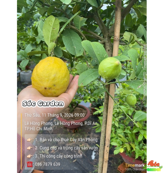 Cây Chanh Vàng Mỹ cao 1,8m