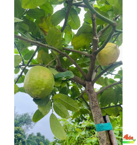Cây Chanh Vàng Mỹ cao 1,8m