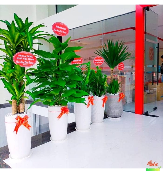 Cây Phát Tài Bộ 5 thân đẹp giá chỉ 280k