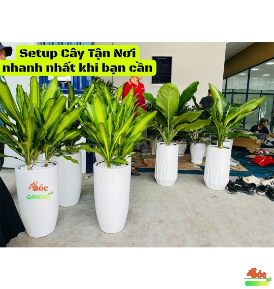 CÂY ĐẠI PHÚ GIA – loại cây sống tốt khi trồng trong văn phòng