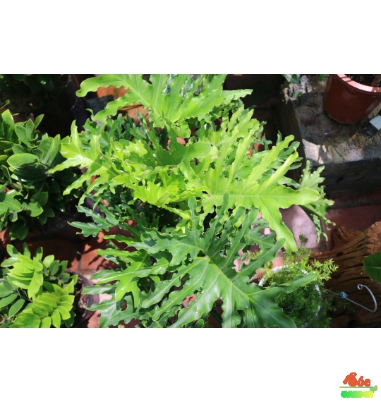 Cây Trầu Bà Thanh Xuân - Trầu Bà Lá Sẻ: Tươi Mát Không Gian, May Mắn Đầy Nhà