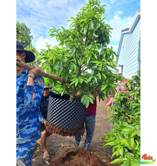 Mai Tết Giá Sỉ Tại Vườn Dĩ An- Giá Chỉ 800k