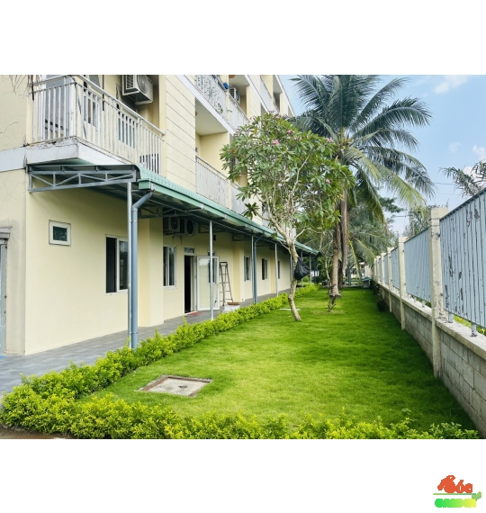 Cỏ Nhung Nhật Giá Rẻ Cho Công Trình