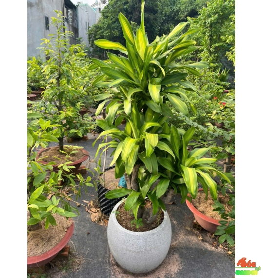 Cây Phát Tài Gốc sang trọng - xanh mát 
