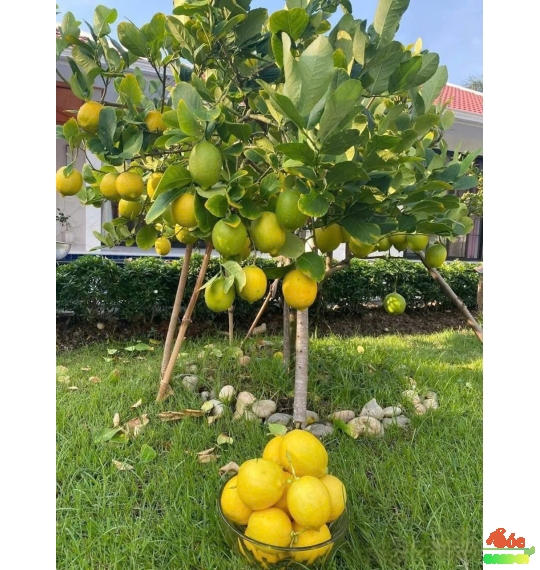 Cây Chanh Vàng Mỹ Trồng Ban Công Hay Sân Vườn Nắng