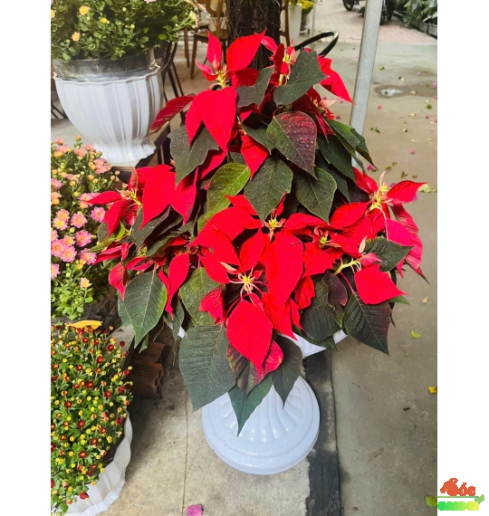 Hoa Trạng Nguyên Đỏ Trưng Tết