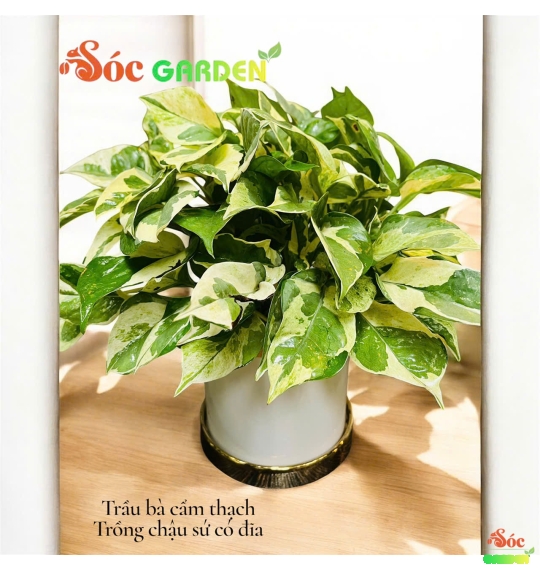 CÂY TRẦU BÀ CẨM THẠCH – SẮC LÁ ĐỘC ĐÁO, PHONG THỦY HÚT TÀI LỘC