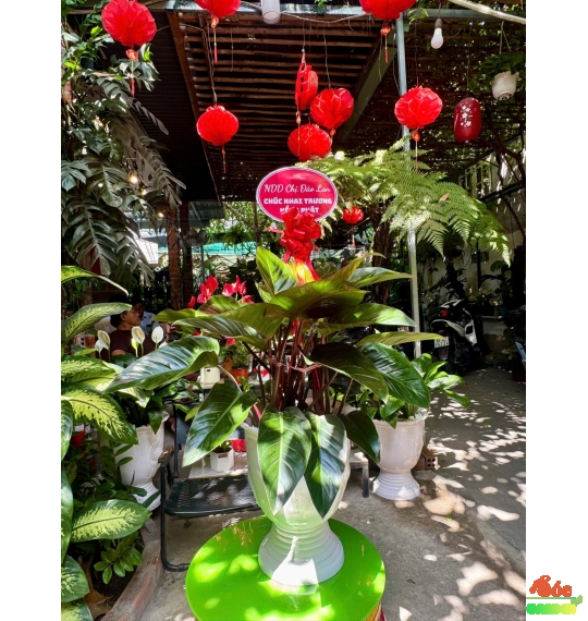 CÂY TRẦU BÀ ĐẾ VƯƠNG BIỂU TƯỢNG CỦA QUYỀN LỰC BỀN VỮNG