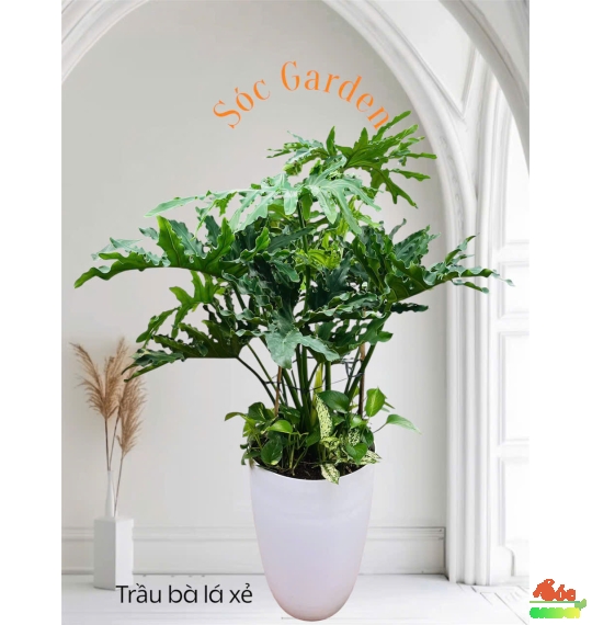 Cây Trầu Bà Thanh Xuân - Trầu Bà Lá Sẻ