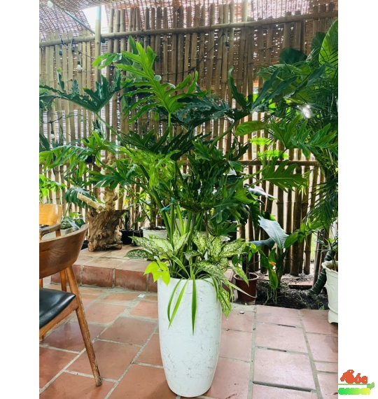 Cây Trầu Bà Thanh Xuân - Trầu Bà Lá Sẻ