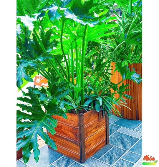 Cây Trầu Bà Thanh Xuân hay còn gọi là Trầu Bà Lá Xẻ