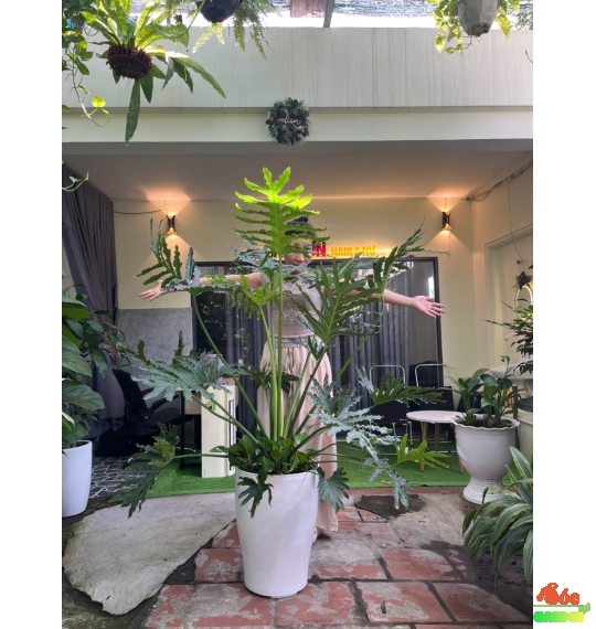 Cây Trầu Bà Thanh Xuân hay còn gọi là Trầu Bà Lá Xẻ
