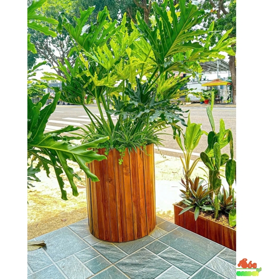 Cây Trầu Bà Thanh Xuân hay còn gọi là Trầu Bà Lá Xẻ