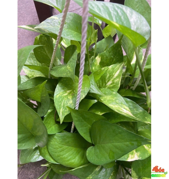 CÂY TRẦU BÀ GIỎ TREO NHỰA  – MÀU XANH MAY MẮN CHO KHÔNG GIAN HIỆN ĐẠI
