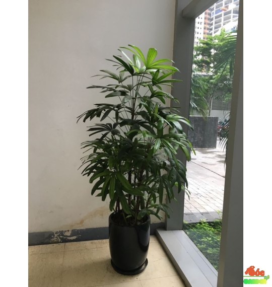 Cây Trúc Mây trang trí không gian nội thất