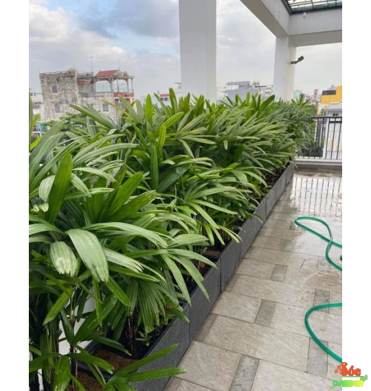 Cây Trúc Mây trang trí không gian nội thất