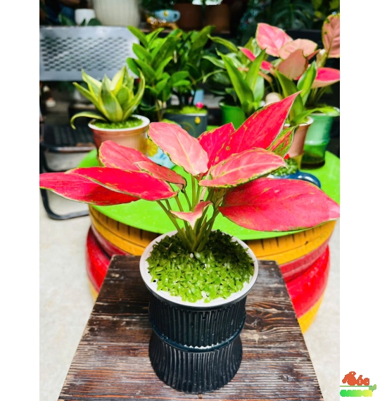 Cây Vạn Lộc Thái Thuỷ Sinh Để Bàn: Cây Dễ Chăm Sóc