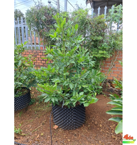 Mai Tết Giá Sỉ Tại Vườn Dĩ An- Mai Giảo Thủ Đức Cây Cao 1,2m-1,5m