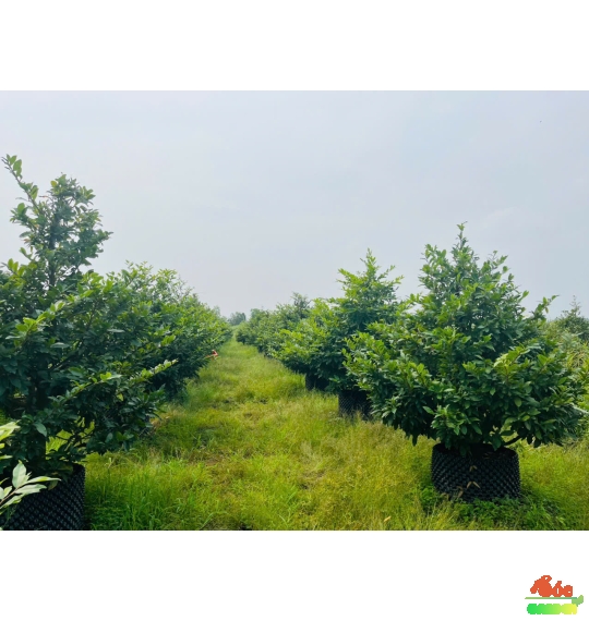 Mai Tết Hoành Gốc Lớn Cho Biệt Thự Sân Vườn