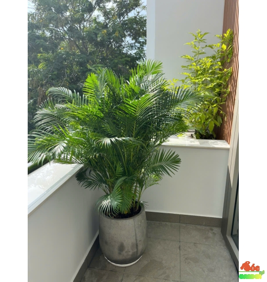 Chậu Xi Măng Đá Mài Giọt Nước Lùn 52x42