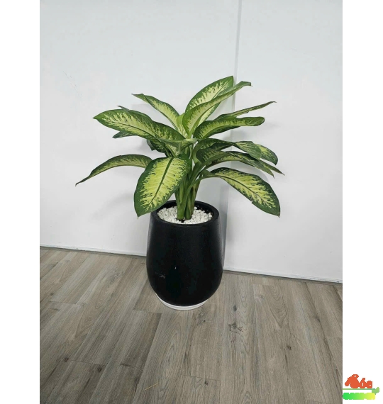Chậu Xi Măng Đá Mài Giọt Nước Lùn 52x42