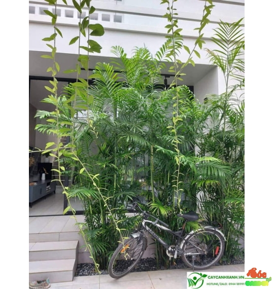Cây Cau Hawai trưng văn phòng nhà phố