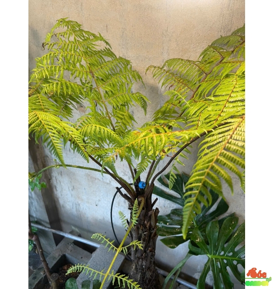Cây Dương Sỉ Thân Gỗ Decor không gian vườn nhiệt đới