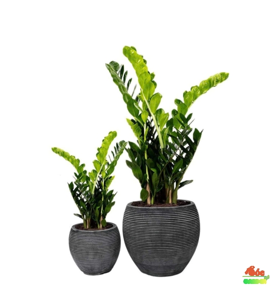Chậu Xi Măng Đá Mài Tròn Chỉ Ngang Màu Trắng, Màu Đen